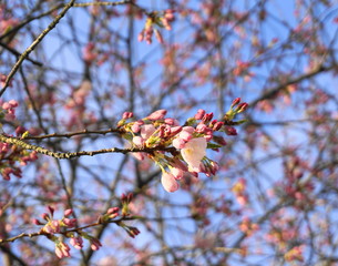 Delicate and beautiful cherry blossom on blue background.
