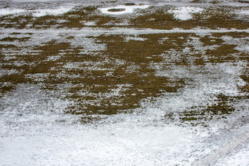 texture of Grass growing through snow spring