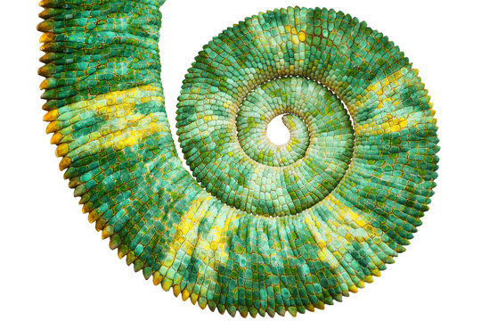 Close view of a beautiful  green colorful  chamaeleo calyptratus tail revealing the mathematic fibonacci spiral curve on black background. Species also called veiled, cone-head or yemen chameleon.