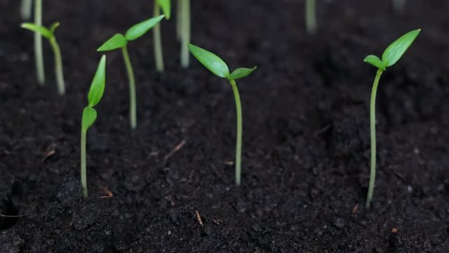 Small freen plant moving to the sun, spring time lapse, germination