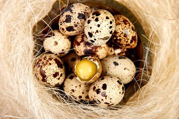 Quail eggs in the nest on wooden background with willow branch.