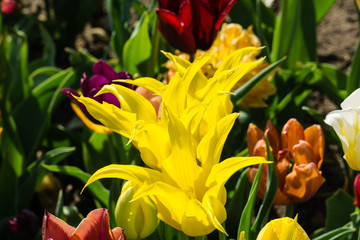 Gelbe Sterntulpen zwischen bunten Tulpen