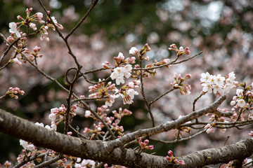 桜　ソメイヨシノ　千葉県市川市　里見公園