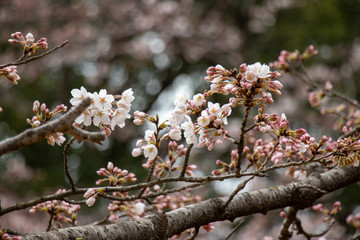桜　ソメイヨシノ　千葉県市川市　里見公園