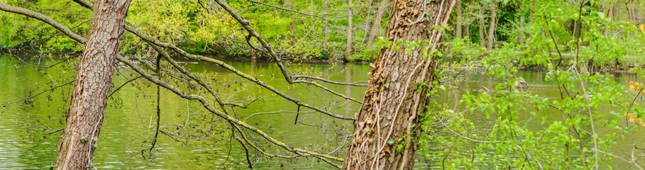 Panorama Baumstämme vor Fluss 