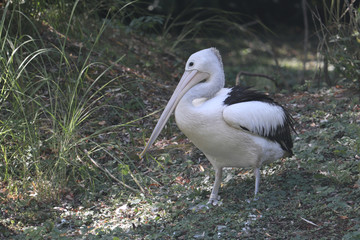 Australian Pelican with green background. The Australian pelican ,Pelecanus conspicillatus is a large waterbird in the family Pelecanidae.