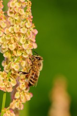 Honey bee sitting on colorful grass. Taken with macro lens.