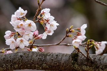 桜　ソメイヨシノ　千葉県市川市　里見公園