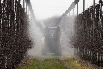 A sprayer machine sprinkles pesticides in an apple orchard in the first days of springtime. Back view - obrazy, fototapety, plakaty