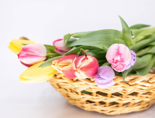 Fototapeta premium Bouquet de tulipes pour l'arrivée du printemps