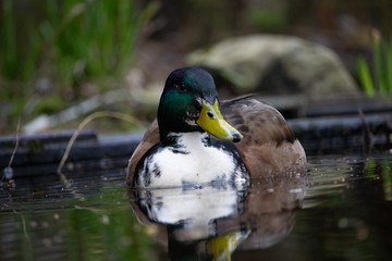 wild duck in water