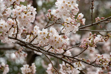 桜　ソメイヨシノ　千葉県市川市　里見公園