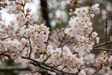 桜　ソメイヨシノ　千葉県市川市　里見公園