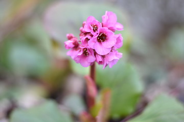 Fototapeta premium Bergenie (Bergenia) - rosa Blüten