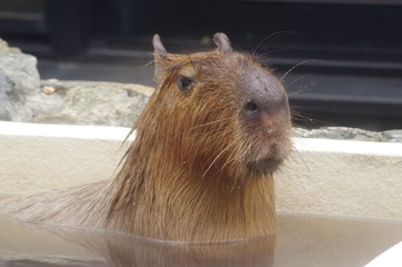 温泉に入るカピバラ