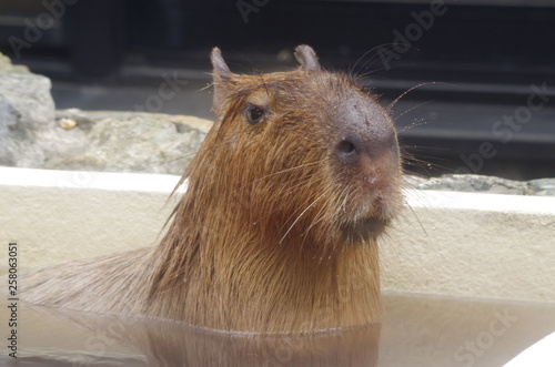 温泉に入るカピバラ Wall Mural Animal Animal Wallpaper Murals Chi