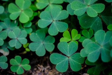 Clover Leaves for Green background with three-leaved shamrocks. st patrick's day background, holiday symbol.