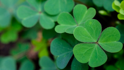 Clover Leaves for Green background with three-leaved shamrocks. st patrick's day background, holiday symbol.