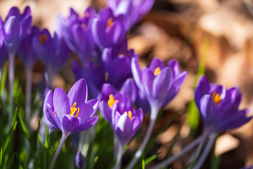 Blühende violette Krokusse