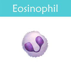 Eosinophil. Leukocytes. White blood cell. Vector medical illustration