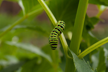 caterpillar on a leaf