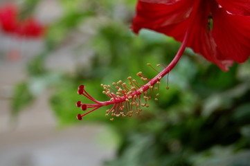 RED JASUD FLOWER