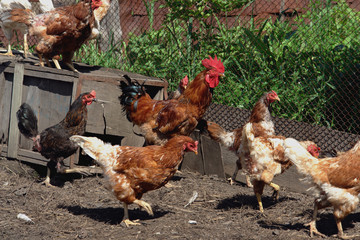 hen and chickens in farm