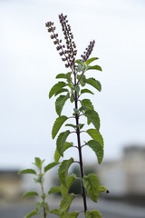 TULSI PLANT WITH MANJRI