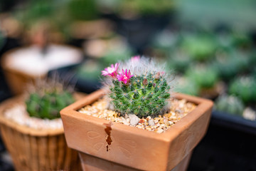 cactus , small plant