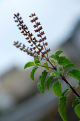 TULSI PLANT WITH MANJRI