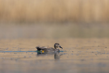 side view male gadwall duck (anas strepera) swimming, reed, water
