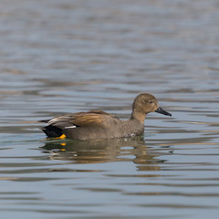 male gadwall duck (anas strepera) swimming in water