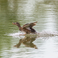 female gadwall duck (anas strepera) landing on water surface