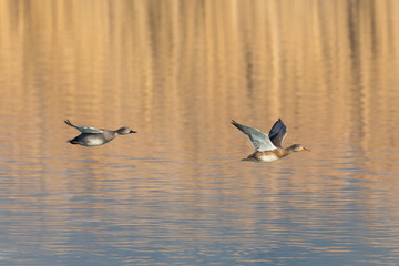 gadwall duck couple (anas strepera) flying over water surface