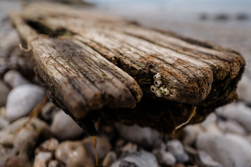 The Driftwood