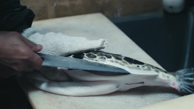 The licensed chef removes poisonous skin from a still alive Takifugu.