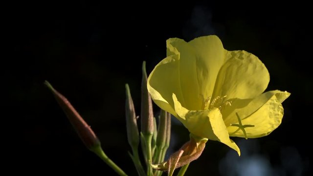 The yellow lily blossomed.Yellow flower on a black background.Picture for your desktop.Flower, dark background, glare of light, stylized picture.
