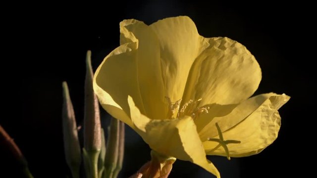 The yellow lily blossomed.Yellow flower on a black background.Picture for your desktop.Flower, dark background, glare of light, stylized picture.