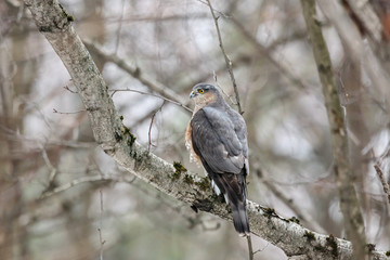 Eurasian sparrowhawk accipiter nisus sitting on branch of tree. Common forest hawk. Bird of prey in wildlife.