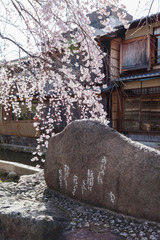 Fototapeta premium Poetry monument of Isamu Yoshii and a cherry tree blooming along Shirakawa river in Gion Shirakawa