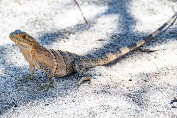 Lizard in Costa Rica in the jungle