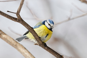 Blue tit cyanistes caeruleus sitting on branch of bush portrait. Cute bright common little yellow songbird in wildlife.