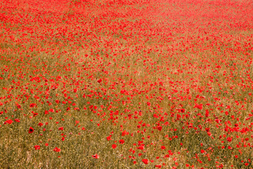 Red poppies field