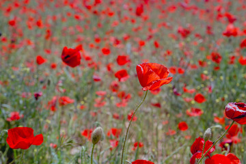 Obraz premium Red wild poppies