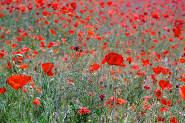 Fototapeta premium Red wild poppies