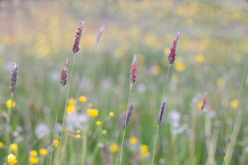 Alopecurus geniculatus or water foxtail grass growing wild in the springtime countryside