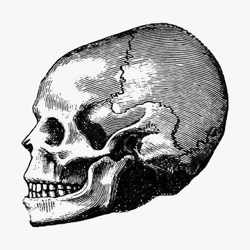 Vintage human skull illustration