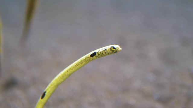 Snake fish coming out from the sand in 4k slow motion 60fps