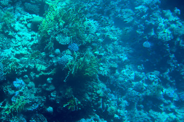Fototapeta na wymiar coral coast under water for background