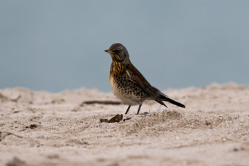 Eine freigestellte Wacholderdrossel am Strand von Helgoland